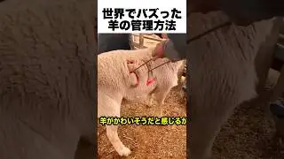 羊管理の最適解