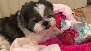 Talented dog unwraps one of her birthday presents and plays with it