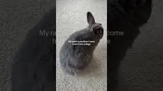 He hates me #bun #bunny #bunnies #rabbit #cute #funny #cutebunny #pet #funnybunny #pets