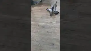 Pigeon fight #shorts