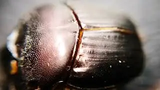 Entomolog&iacute;a: Coprophanaeus sp. Escarabajo coprofago