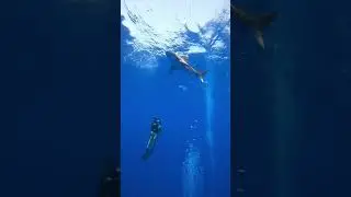 Sharks the king of the sea