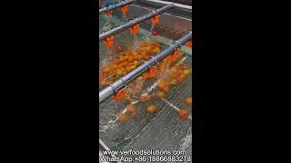 VERFOODSOLUTIONS Apricot Cherry Plums Air Bubble Water Spraying Vegetable Fruit Washing Machine
