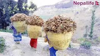 the life of gaetha avillage in dala saula laerayako miserabla the sad life yo video lai like  gardin