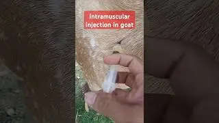 Intramuscular injection in goat| #shortsfeed #goat #beef #vet #animals #farm #cattle #disease