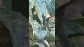 HUMMINGBIRD Splash! 💦 &iexcl;El Gran Chapuz&oacute;n del COLIBR&Iacute;! #short