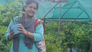 Nursery visit konsa New Plant liya 🪴🌱🍃 #new plant #schefflera plant #umbrella plant #gardening #yt 