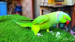 Indian Ringneck Parrot talking videos compilation | Green Ringneck Parrot parakeet video