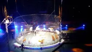 Ringling Circus(3)