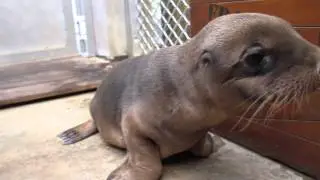 Sea-lion pup born at Taronga
