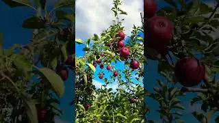 Alstede Farm Chester NJ | Apple Picking | Things to do in Alstede | Pick Your Own Apples#farm
