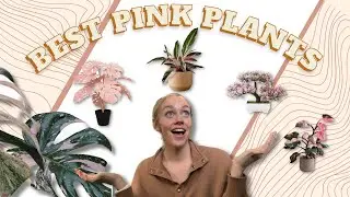 Best Pink Houseplants - Ideas For Pink Indoor Plants