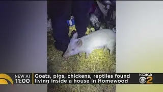 Farm Animals Taken From Home In Homewood