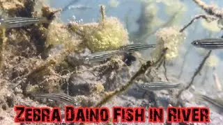 Zebra Daino Fish in River | Natural life of fish