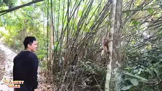 Dad was happy to see Monkey Kaka happily climbing and playing on the deserted island.