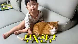 평생을 고양이와 함께한 아기의 하루ㅋㅋㅋ