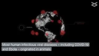 Decoding the RNA viromes in rodent lungs to understand rodent borne pathogens