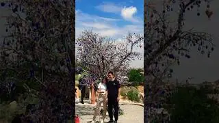 😱 🧿 😱 Evil Eye Tree 🌳 | Turkey