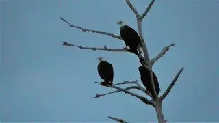 SWFL Eagles_First Breakfast Without E13~E12 Saves Self-Pulls Pelt Out & Re-Swallows 04-26-19