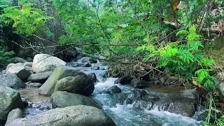 Moonlit River Stream – Soft ASMR Water Flow for Relaxation and Peaceful Sleep