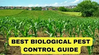 EASY Biological Pest Control TIPS |  Very SUSTAINABLE | Pest Control Guide 2024.