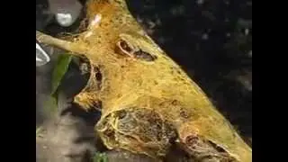 Tent Caterpillars and Pine Sawfly Larvae