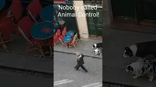 How They Walk Their Dogs in Paris