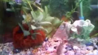 mis-peces-tim.mkv