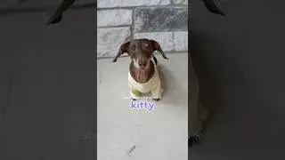 Moonpie tried to make friends with an angry cat #starboxdachshunds