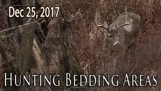 Late Season Bedding Areas | Midwest Whitetail