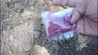 Growing white radish from seeds at home/how to grow radish in large space/ Grow vegetable in October