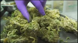 The Office of Marijuana Policy listens to public about new rules