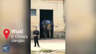 Elephant wedding in China's Jiangsu