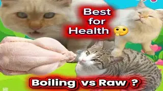 Raw chicken myths busted is it safe for cats?🐾leo ki dunia by HumairaRashid 🫠 