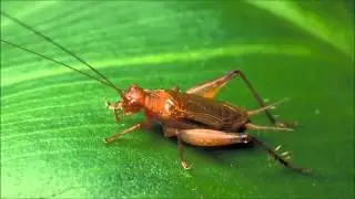 Chorus of crickets slowed down to sound like angels (my personal experiment)