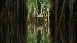 Graceful Hunter Least Bittern's Prey Snatch & Victory Dance #shorts