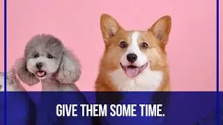Happy Pet  Music!