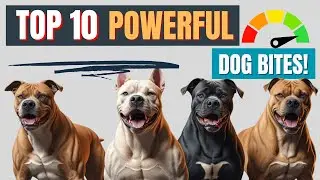 10 Dog Breeds With the Strongest Bite Force &ndash; You Won&rsquo;t Believe #1!