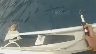 Sea Fishing Bonito, Jigging Goldblotch Grouper