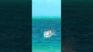 fish missed the flying bird