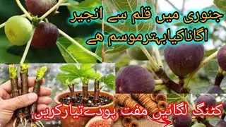 How To Grow Permanent Plants From Cutting In January/grow fig plants by cutting۔۔