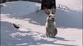 The Christmas Bunny