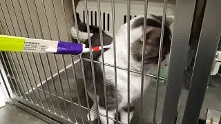 Nash pre-foster