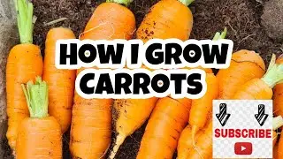 Shed Wars Global Gardening 22G How I Grow Carrots #shedwars #shedwarsglobalgardening