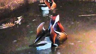 Mating of a pair of Mandarin ducks 4.2.2012