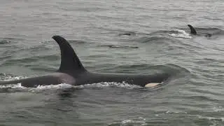 Orcas - Bruce Robinson
