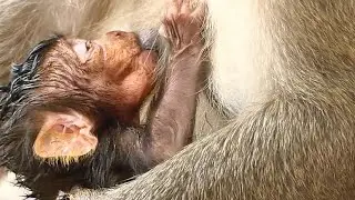Thank Mom Leyla Feeding Milk Newborn Baby | So hungry Milk baby monkey Lucas | Newborn Babies Monkey