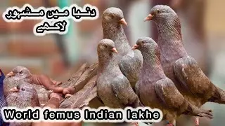 World femus indian lakhe kabooter + chennay saibay walay + neely kmangher 💯% asil jodon wala shauk