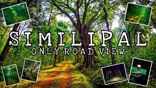 Let's ENJOY the beautiful FOREST road of #similipal | Tiger reserve in winter | Pure color of nature