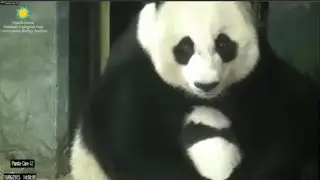 10-6-2015 Bei Bei's BIG Adventure ~ Out of the Den!
